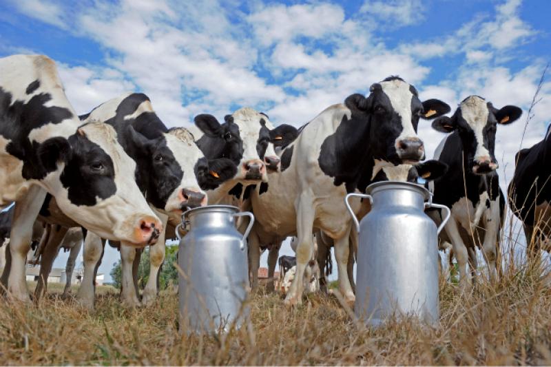 ПП «Рось» Роменського молочного комбінату передасть майбутньому кооперативу холодильне обладнання