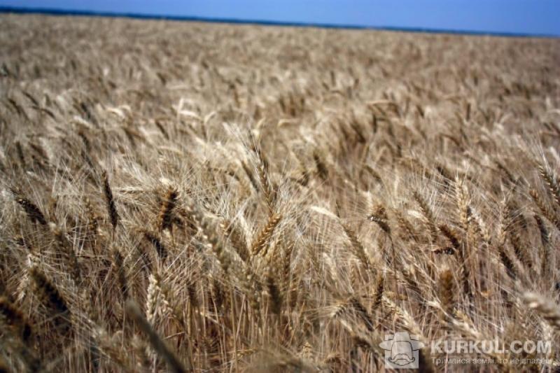 Зростанню валового збору зернових сприяли гарні погодні умови