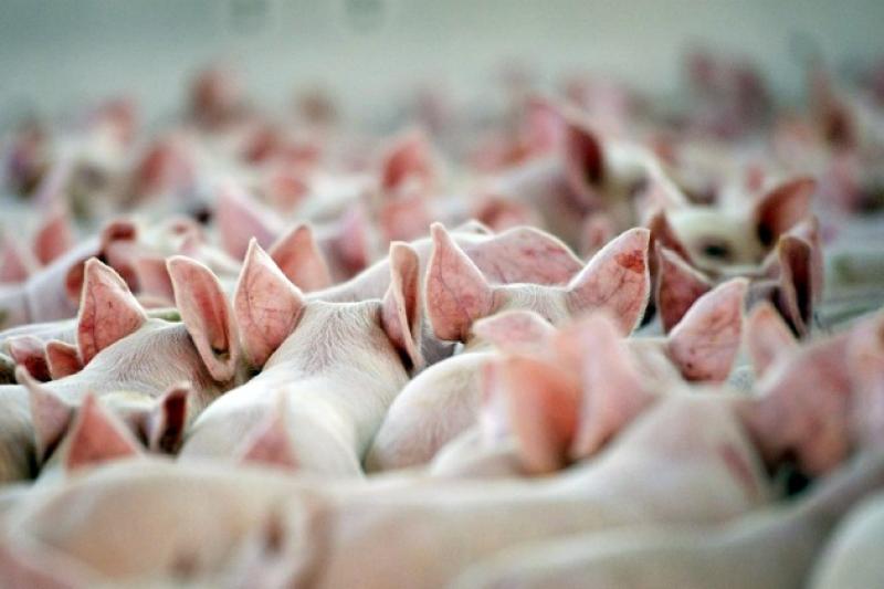 Поголів'я свиней складає 6,3 тис. голів, що на 11,5% меньше, ніж минулого року