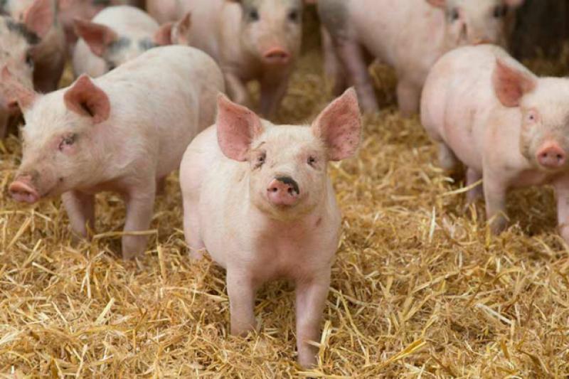 У ТОВ "Світанок" утримується 400 голів свиней
