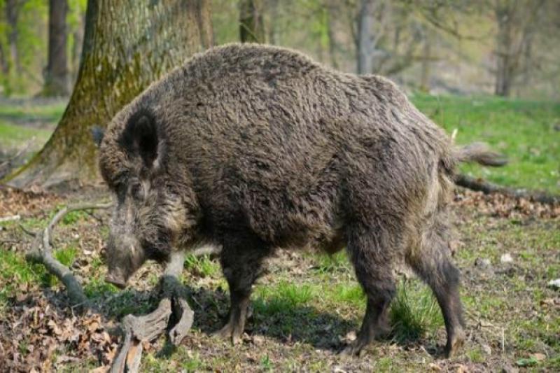 АЧС виявили у загиблого дикого кабана з вольєрного господарства села Рибне ПП «СЛНДПГ «Чорний ліс»