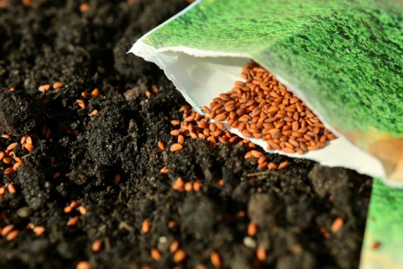 У КМУ було затверджено порядок проведення сертифікації насіння та садивного матеріалу