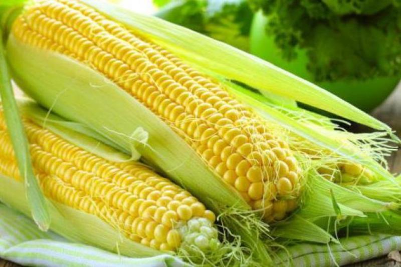 Урожайність кукурудзи в цьому році склала 6,6 т/га
