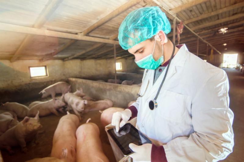 На Рівненщині нараховується понад 70 свиногосподарств