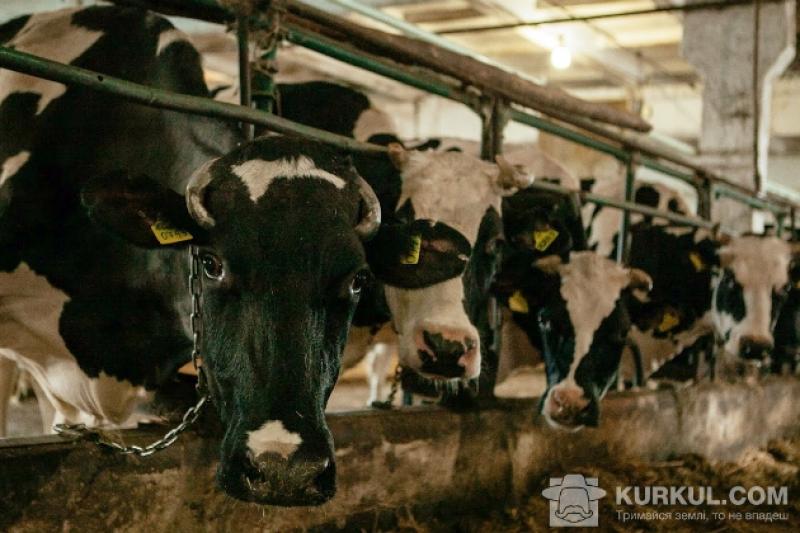 За обсягами виробництва м’яса і молока область посідає 7-ме місце в державі