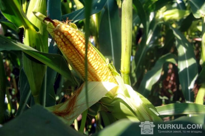 В 2030 - 40 р. вегетаційний період у кукурудзи збільшиться ще на 10-15 днів
