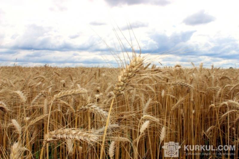 Урожай пшениці в США може скласти лише 50 млн т