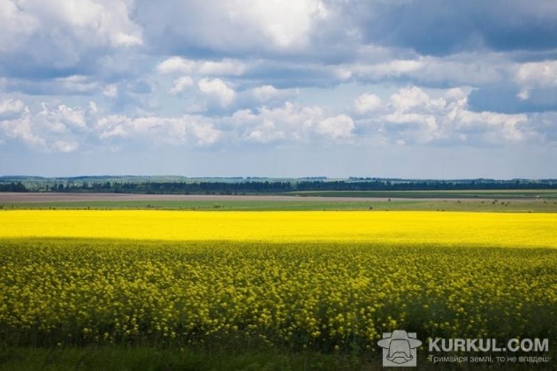 Вирощування ріпаку в Україні