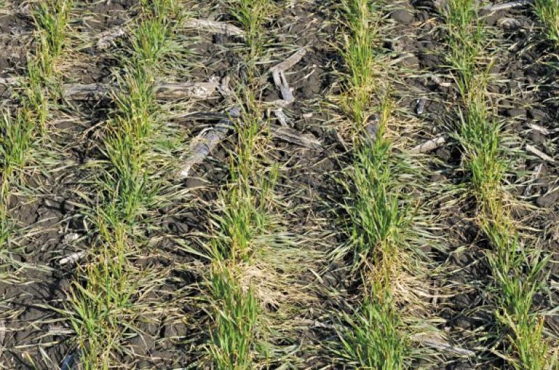 На озимих зернових відмічають розвиток снігової плісені, пероноспорозу, альтернаріозу, кореневих гнилей та бактеріозу