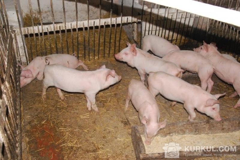Свинарі не будуть втрачати кошти через РРСС