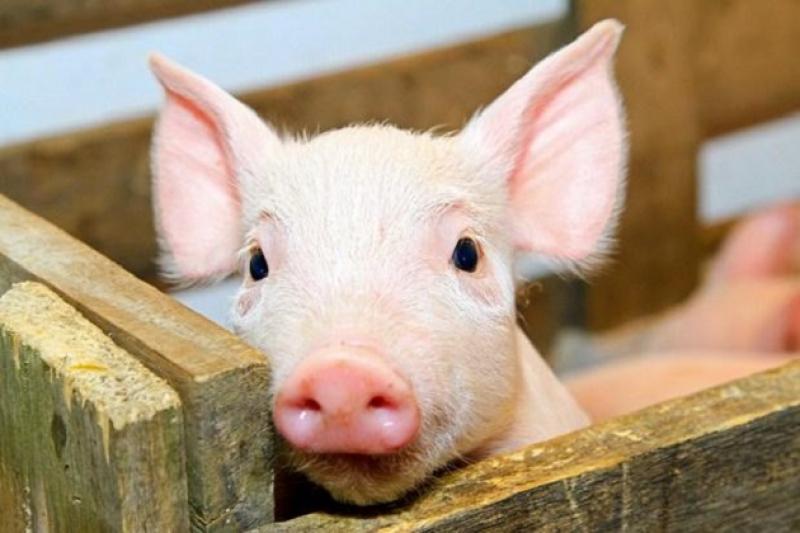 Усього у фермерів у Запорізькій області планують вилучити 150 свиней у зв'язку з АЧС