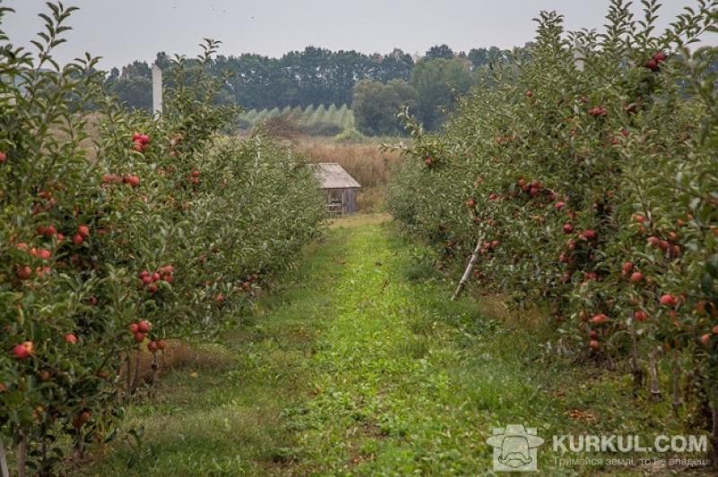Розвиток садівництва в Україні має обмежений доступ до фінансів