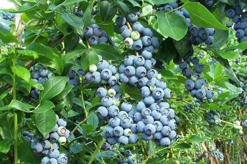 В Україні є перспектива вирощування лохини на експорт