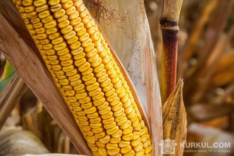 Поки кукурудза зимувала на полях, її зерно було уражене пліснявими грибками й тепер у якості корму може стати загрозою для птахів