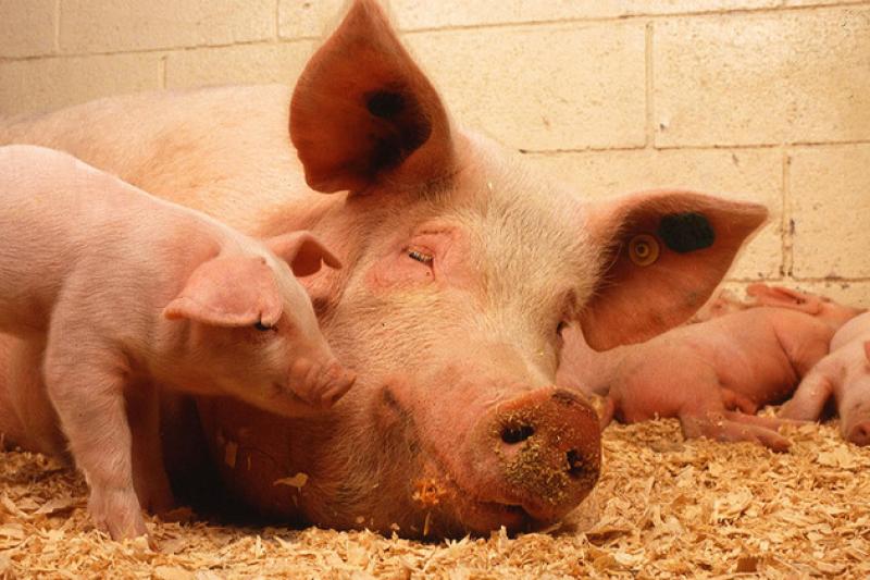 Зафіксовано гибель свиней у приватному підсобному господарстві