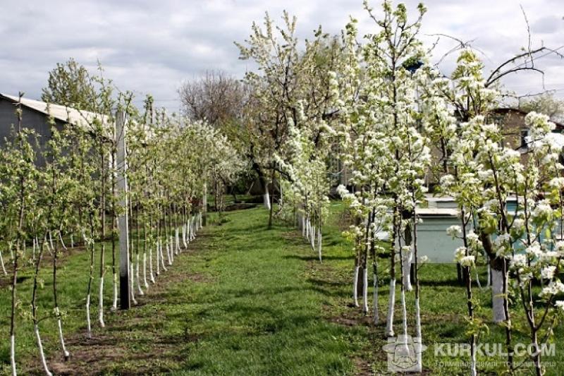 Для садів, ягідників для виробництва органічної продукції у Миколаївській області виділили 6 ділянок