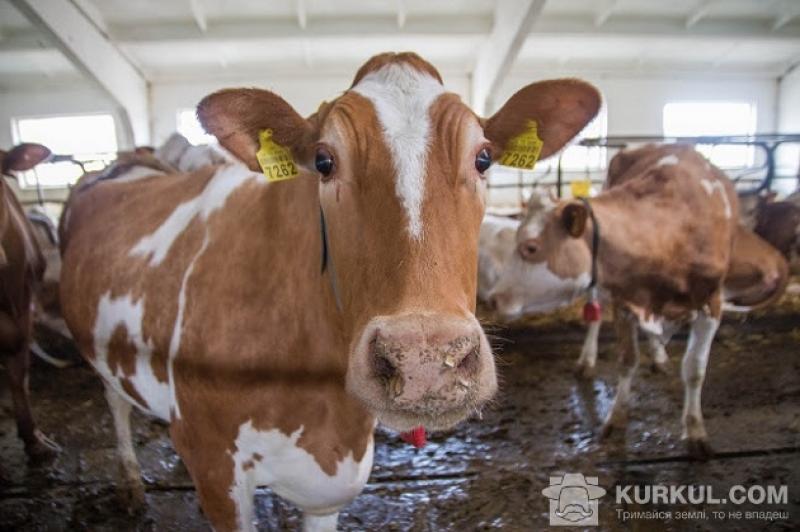 Тест від німецьких учених дозволить дізнатися, чим годували корів
