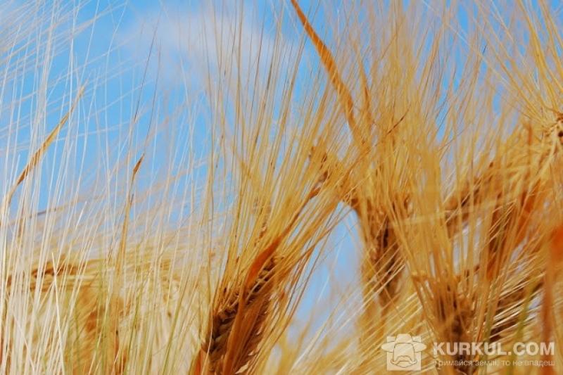 Найбільша врожайність зернових за період існування Кіровоградської області — 46 ц/га