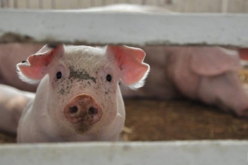 Зафіксовано гибель свиней у приватному господарстві 