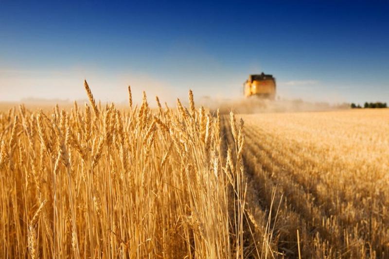 Україна може наростити свій потенціал виробництва зернових до 75 млн т