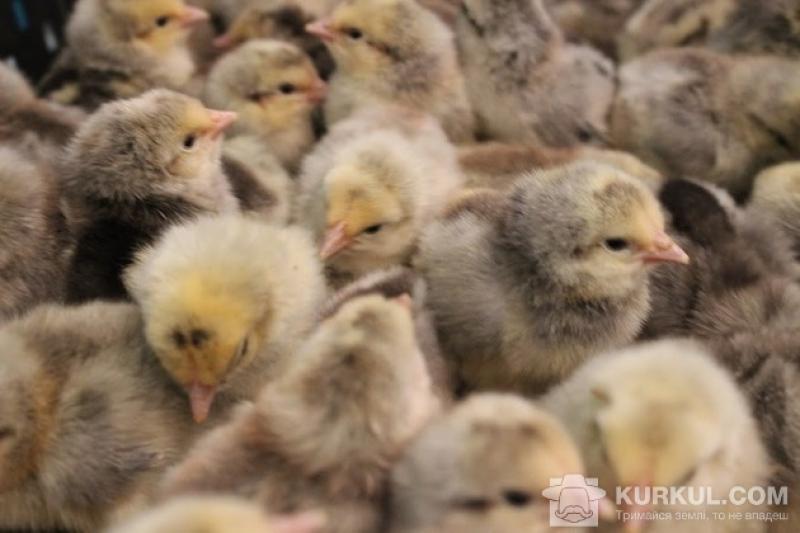 На Івано-Франківщині намітилась позитивна тенденція щодо стабілізації галузі птахівництва
