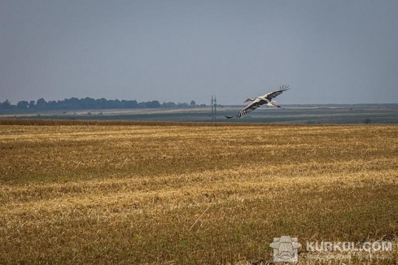 Виробництво сільгосппродукції в Україні з початку року подорожчало на 25% 