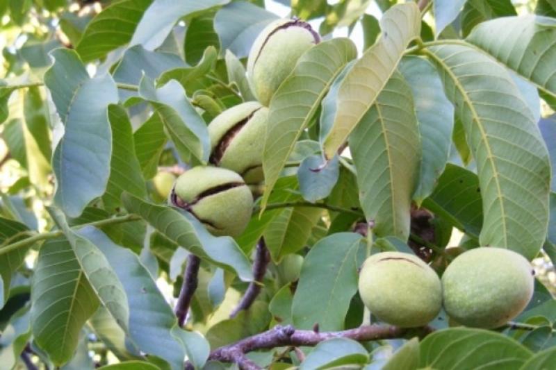 Районування сорту - важливий фактор урожайності горіхового дерева