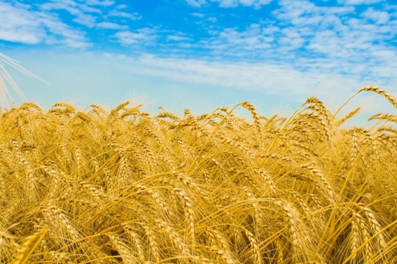  Збір пшениці може скоротитися до 18,8 млн т, а кукурудзи — до 22,4 млн т.