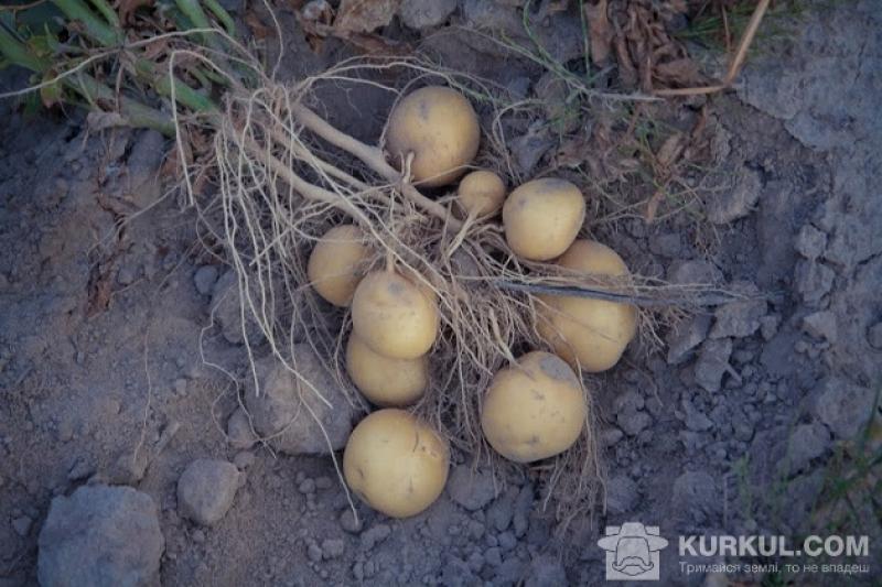 Вирощувати картоплю без зрошення — ризикований бізнес 