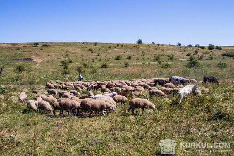Економічні та соціальні умови сприяють розведенню овець на Сумщині