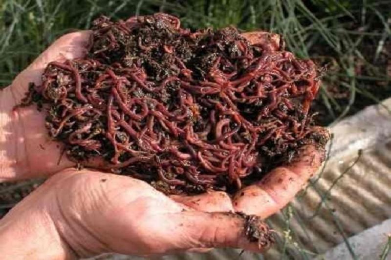 У селі Козаче фермеру звичайні черв'яки допомагають вирощувати органічну прродукцію