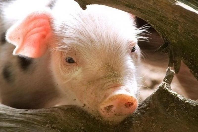 3 квітня зареєстровано захворювання та загибель свині
