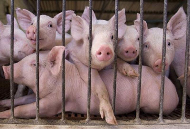 Фермери трьох областей досі чекають компенсацій за свиней, вилучених через АЧС