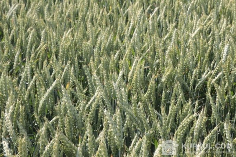Органічна пшениця не накопичує мікотоксини