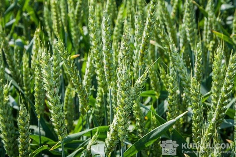 Експерти підвищили прогноз урожаю зернових в Україні