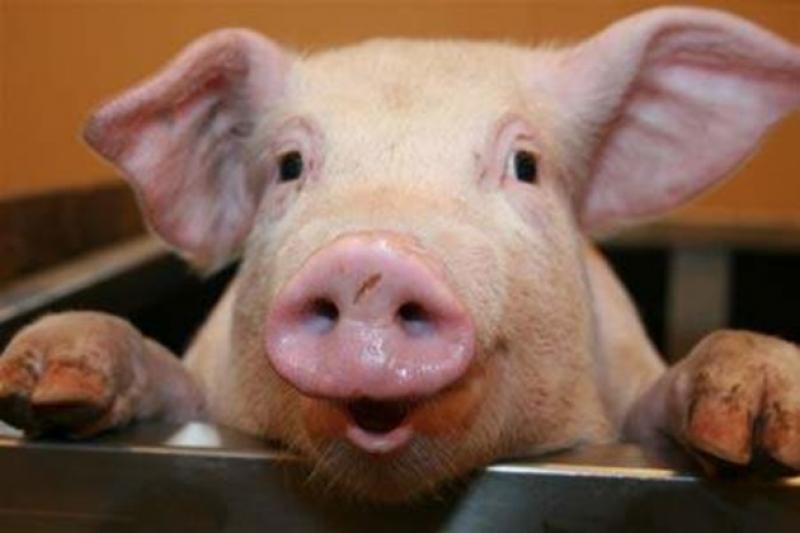 АЧС ще довго впливатиме на ціну свинини ― експерт