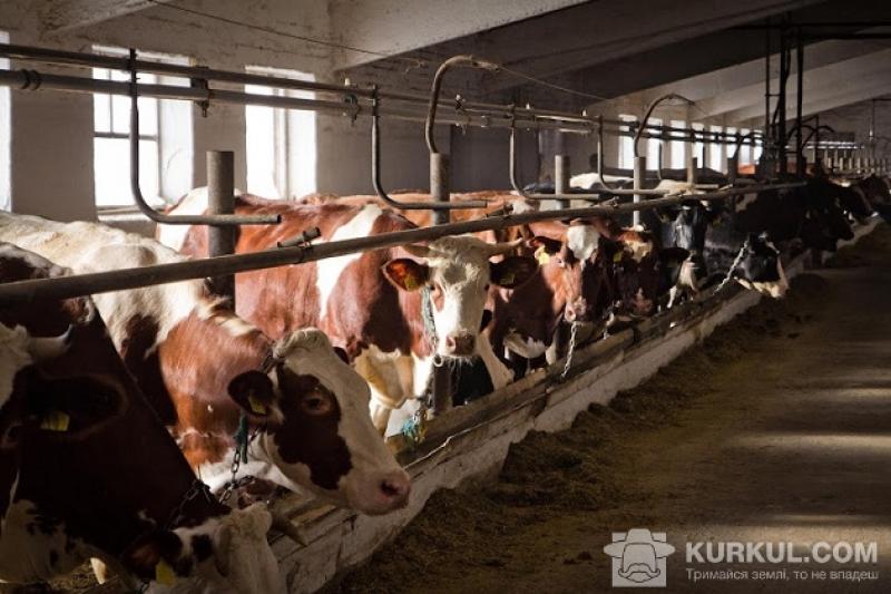 Умовна прибутковість молочних господарств України зросла на третину