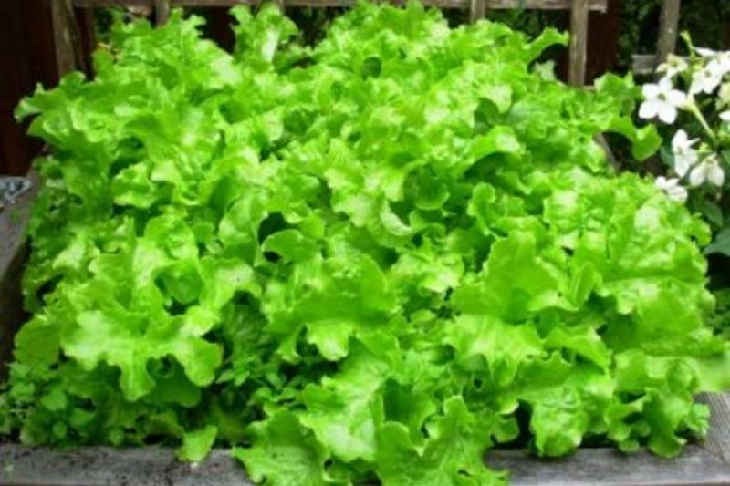 У теплиці вирощують салат та трави
