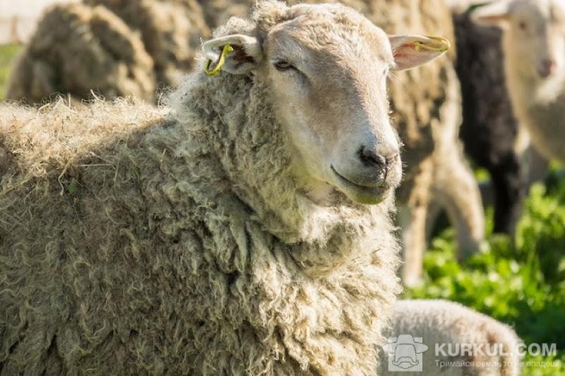 Зроблений важливий крок для збереження й популяризації професії вівчаря та овечої бринзи українських Карпат