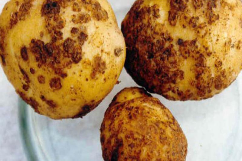 Картопля пошкоджена нематодою
