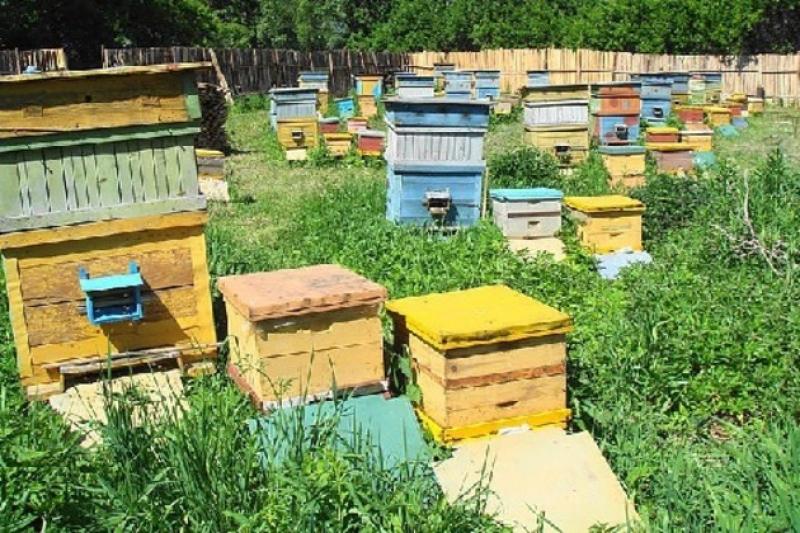 У смерті бджіл селяни звинувачують агрофірму