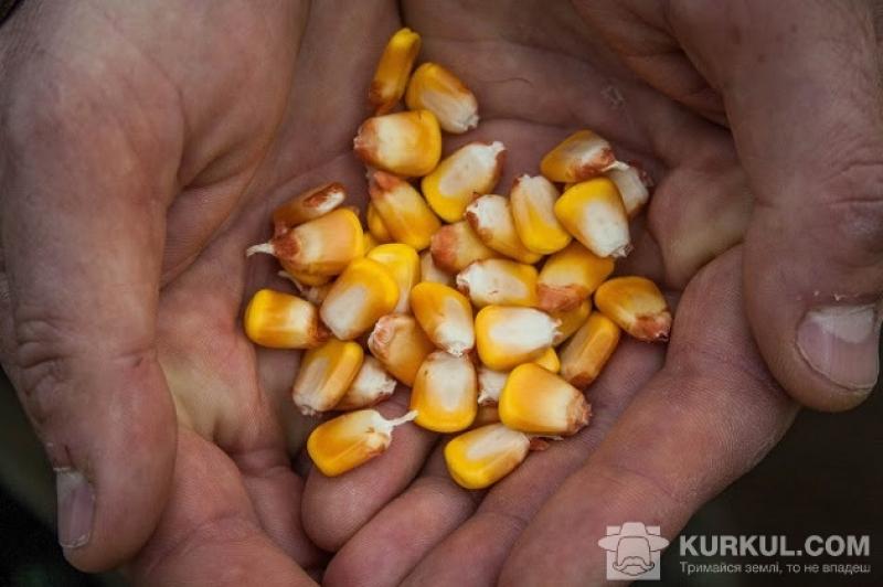 На Чернігівщині почали сіяти кукурудзу