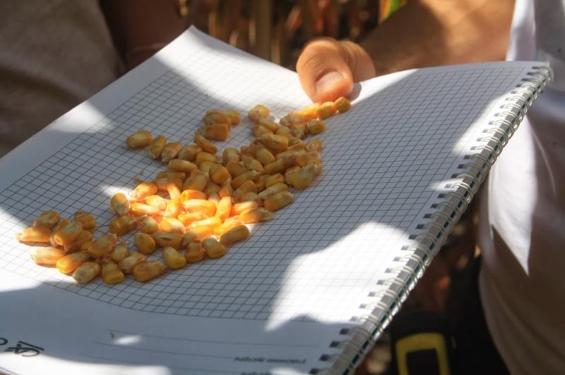 Більшість сільгоспвиробників Кіровоградської області повідомляють про збільшення площ сівби кукурудзи