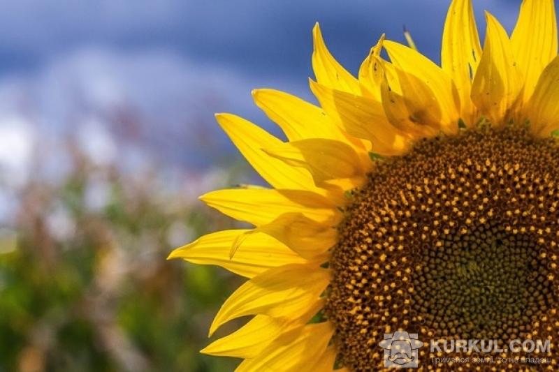Минулого року рентабельнысть виробництва насіння соняшнику склала 61,9%