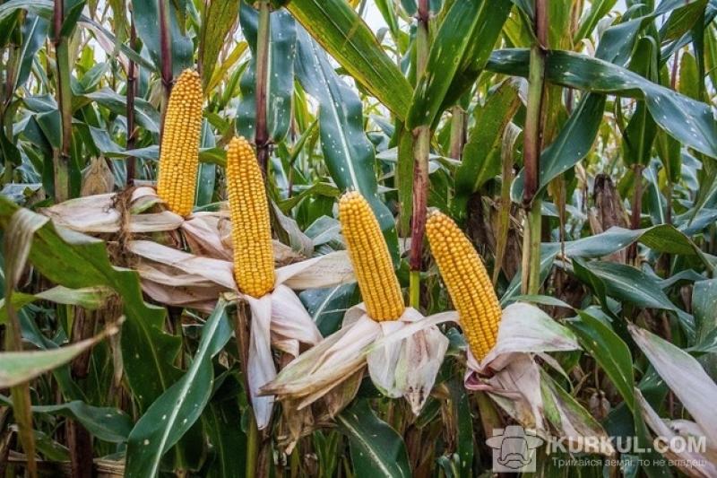 Кукурудзи на зерно посіяли 86%