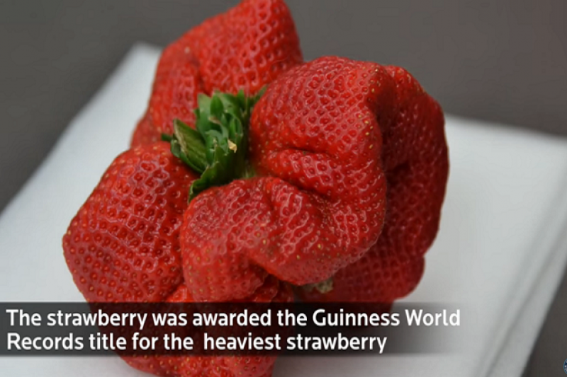 Найбліьшу у світі полуницю офіційно зареєстрували представники Книги рекордів Гіннеса