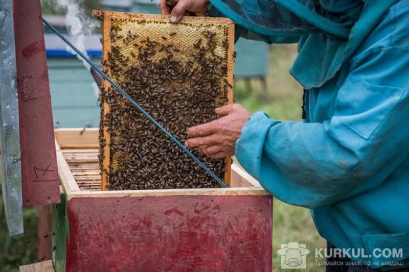 За півмісяця від пестецидів загинуло 800 бджолиних сімей