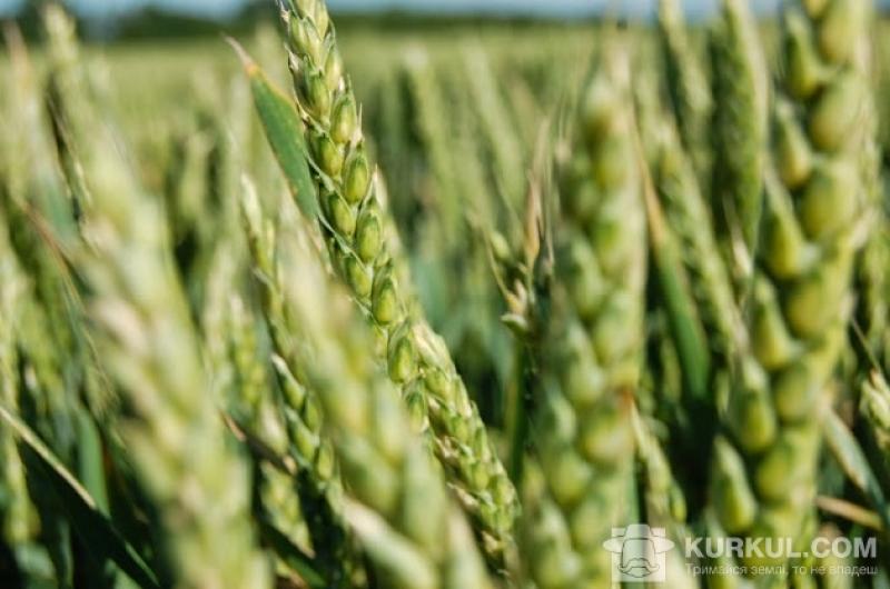У 2017 р. на Харківщині планують зібрати рекордний урожай