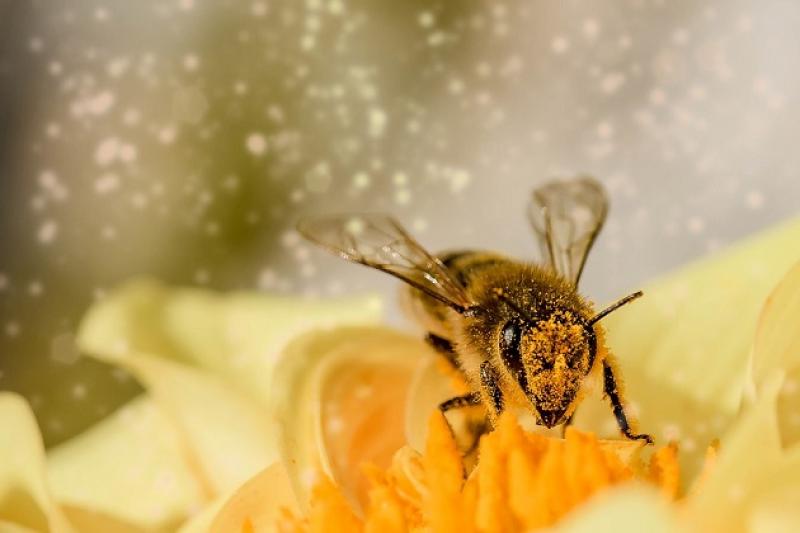 Після обробки полів на Чернігівщині масово гинуть бджоли