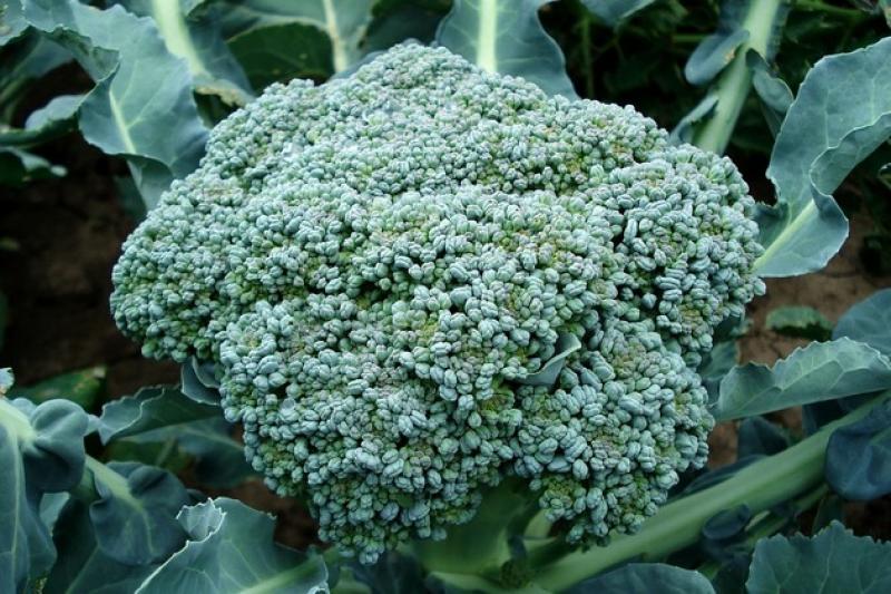 В Україні почали збирати урожай тепличної брокколі